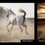 Arabian horse Making of