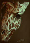 Baby Giraffe by RTyson