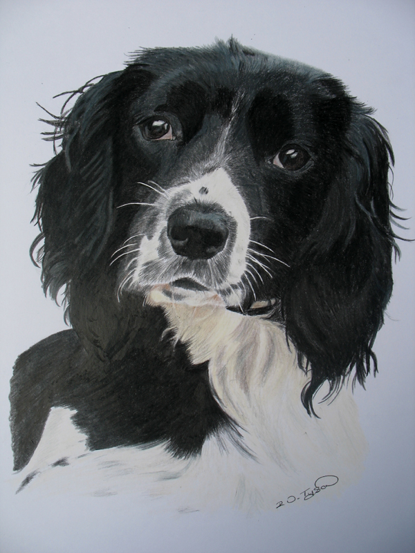 springer spaniel commission