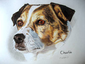 Charlie the Jack Russell