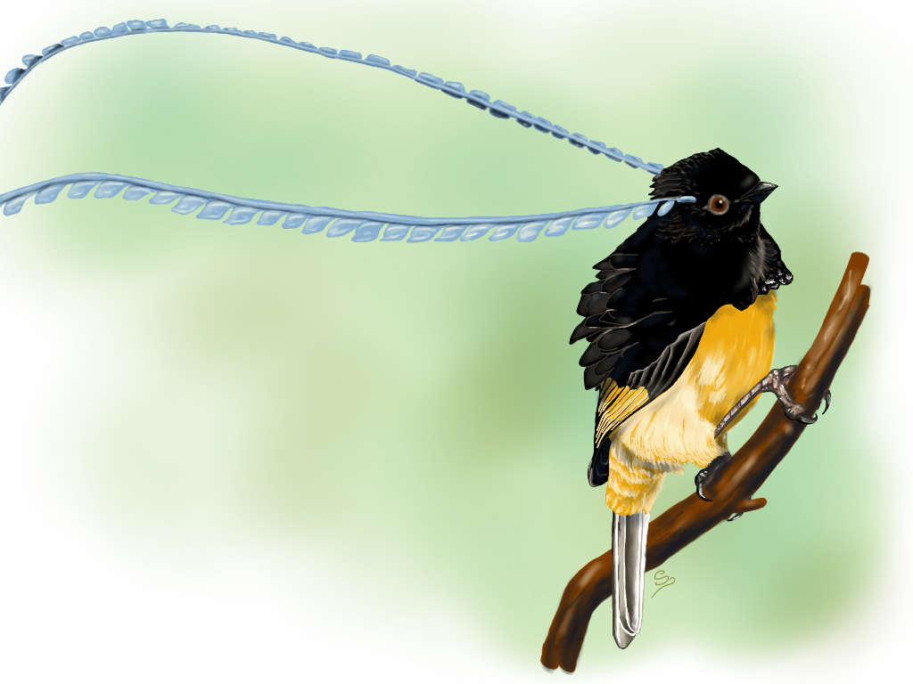 King of Saxony Bird-of-Paradise by Russockshitha on DeviantArt