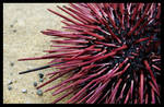 Sea Urchin:1 by Iznanka