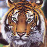 Tiger ballpen drawing