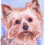 Yorkshire terrier ball pen drawing