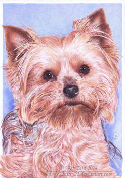 Yorkshire terrier ball pen drawing