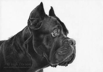 Cane corso ballpoint pen drawing