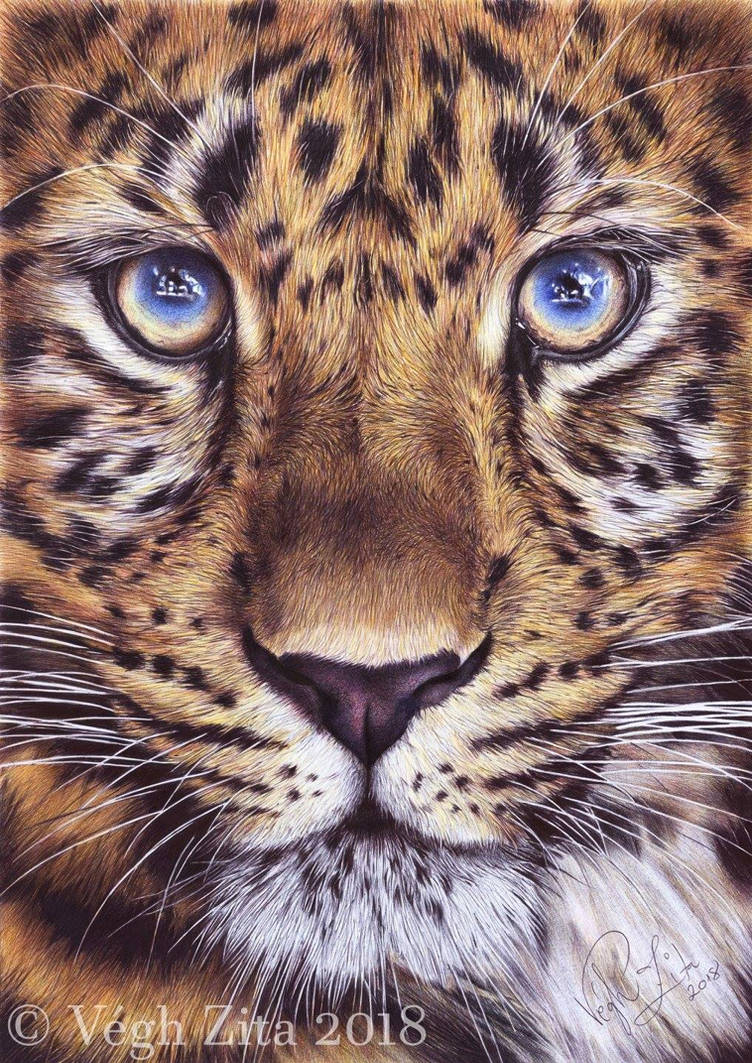 Big cat drawing by 22Zitty22 on DeviantArt