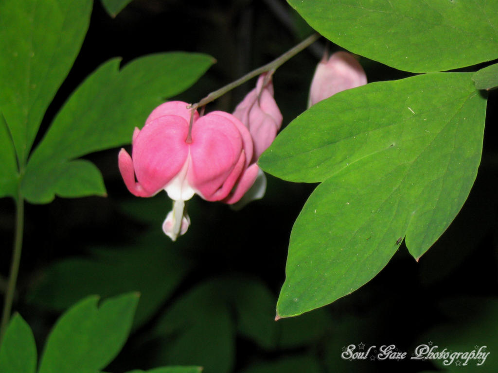 Bleeding Heart