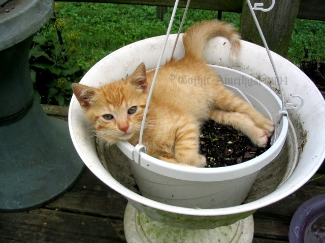 Kitten in flowerpot