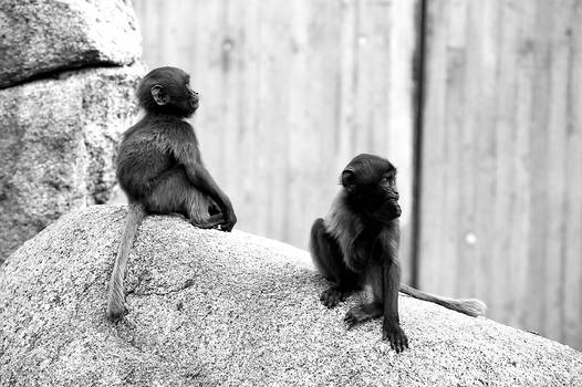sad monkeys