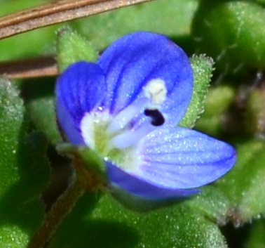 micro flower