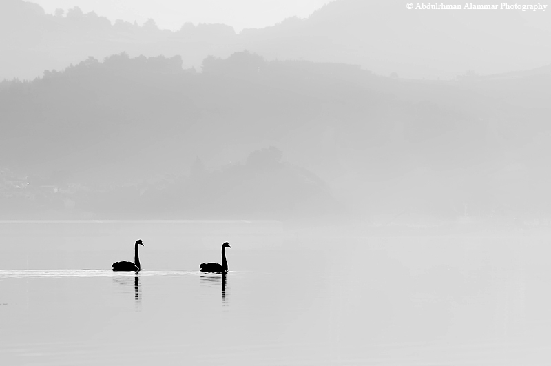 swans