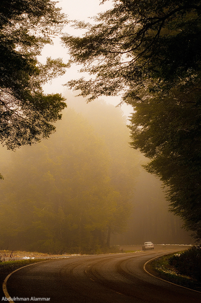 The green forest II