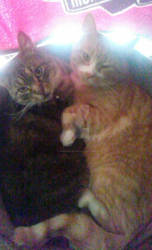 Jareth and Weasley, the Cute Gay Kitty Couple