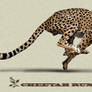 Cheetah running