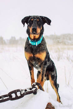 Winter beauceron