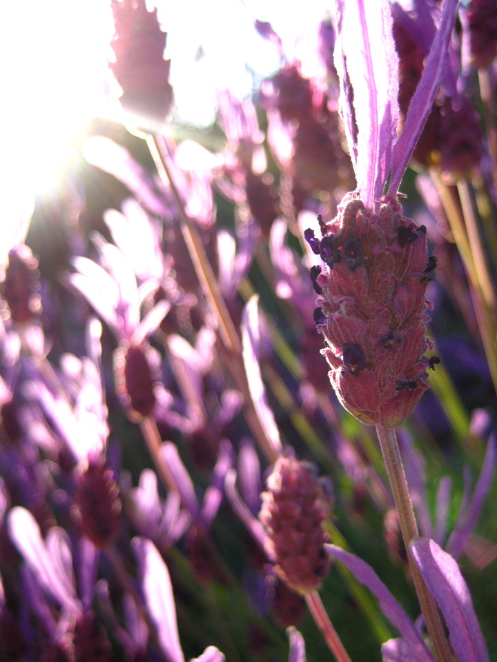 purples at sunset