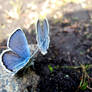 Blue Butterflies