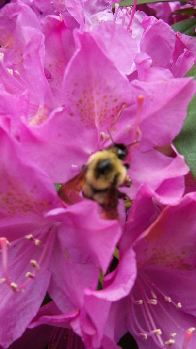 bee on a flower photo