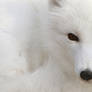 snow fox pic 2