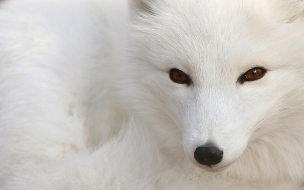 snow fox pic 2