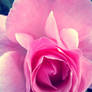 Rose of Christiania