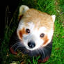 Red Panda