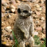 Baby Meerkat 2