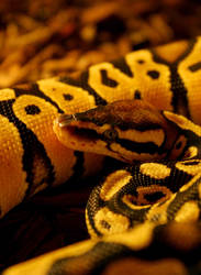 Royal Pastel Python