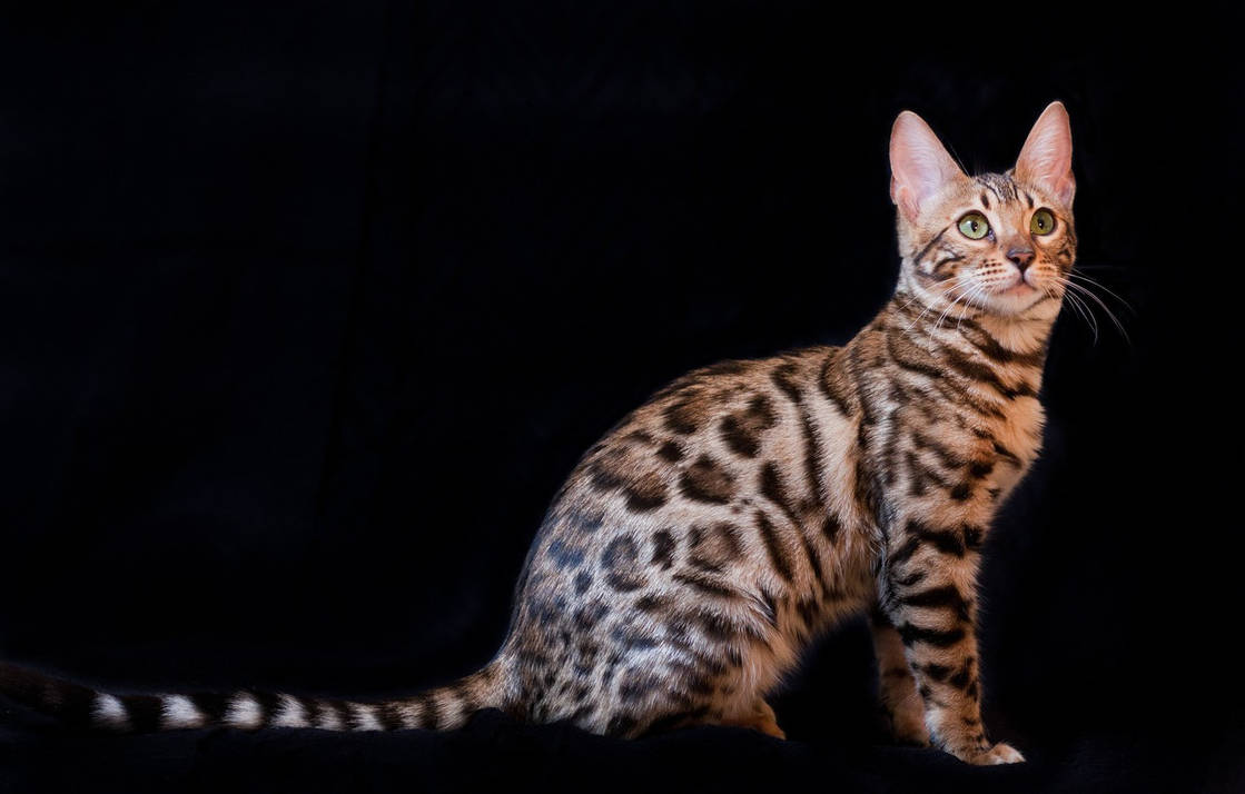 Бенгальская кошка размер. Бенгальская кошка. Кошки бенгальской породы. Бенгальская короткошерстная бенгал. Кошка пятнистая Бенгальская.