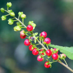 Beads of Reverie