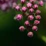 Pink Flowers 2