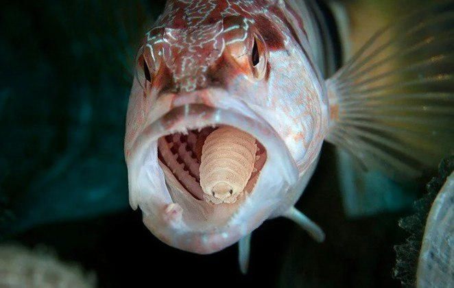 Cymothoa exigua The Atlantic Why Evolution Allows Such Strange Symbiosis