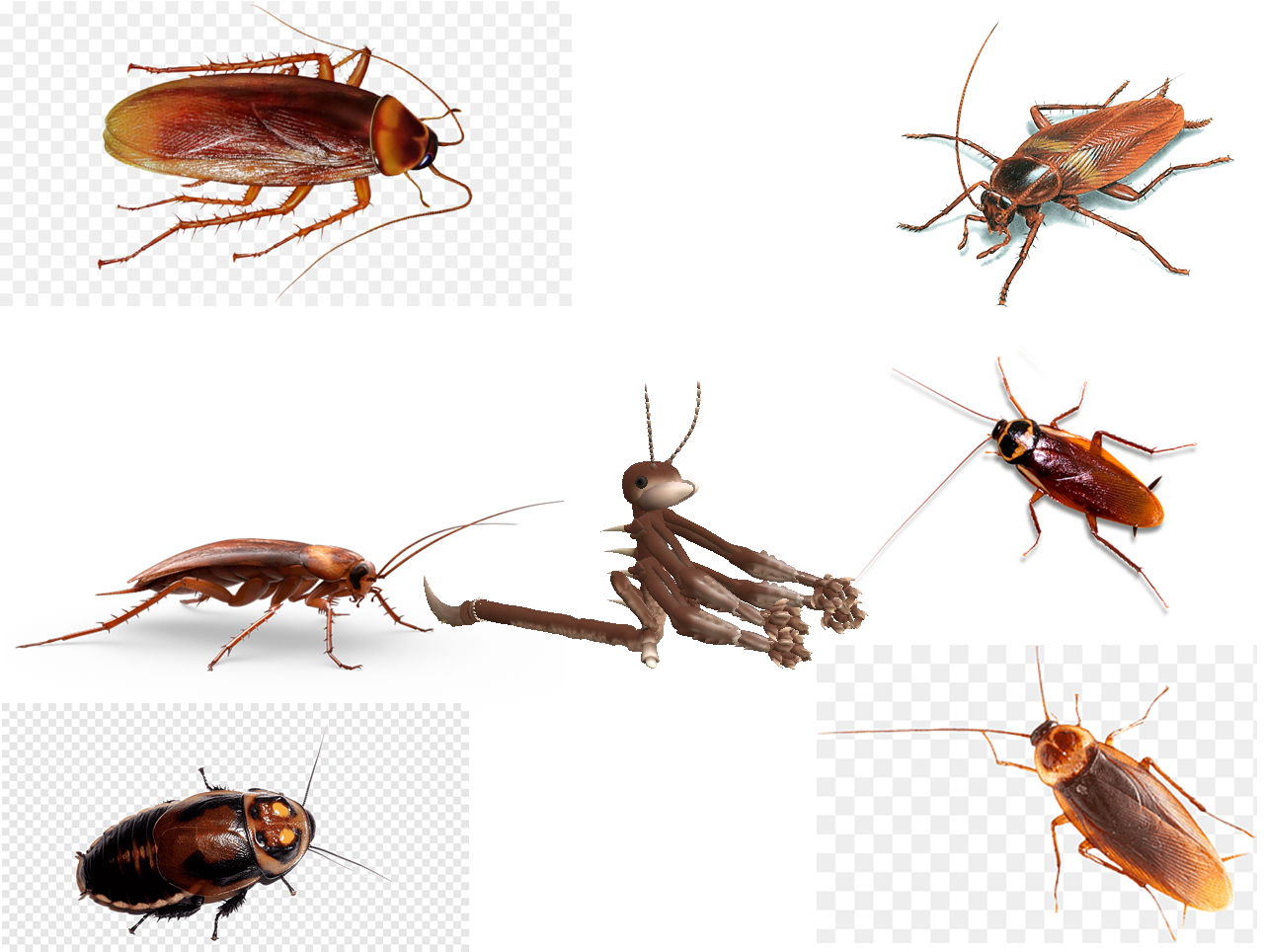 Cockroaches, Very Many Cockroaches by MillerTheCockroach on DeviantArt