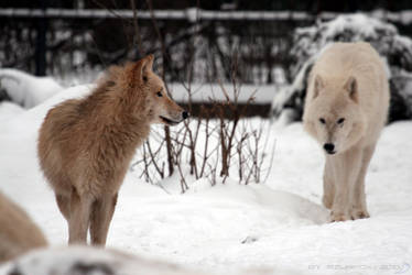 young Arctic Wolf 3