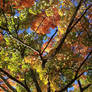 Colorful Autumn leaves 2