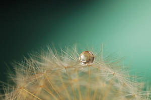 Dandelion #8 by Thund3r666 Dandelion #8 by Thund3r666