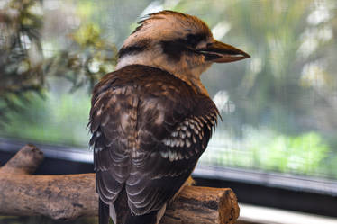 Kookaburra