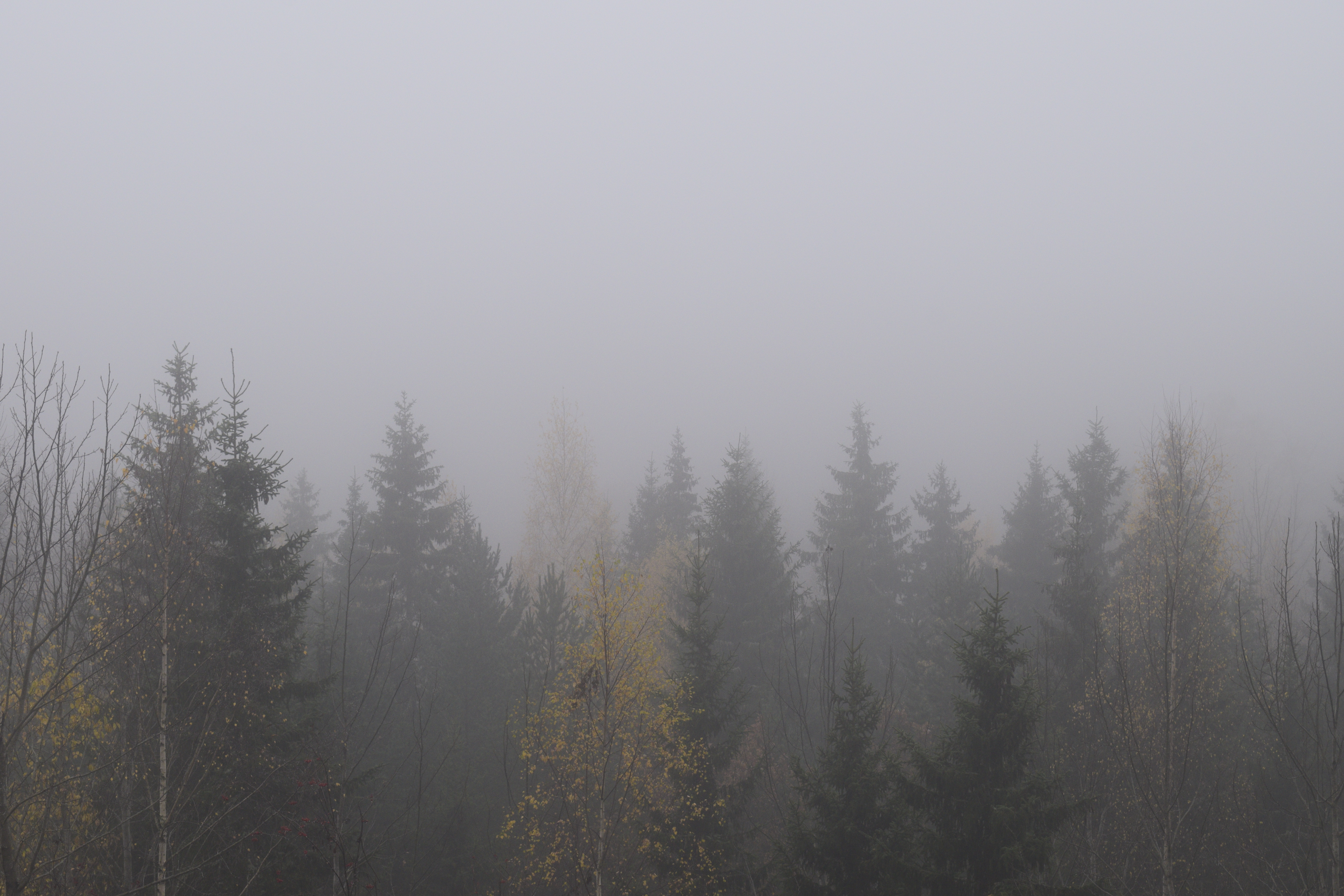 Treeline and fog