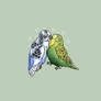 Budgies