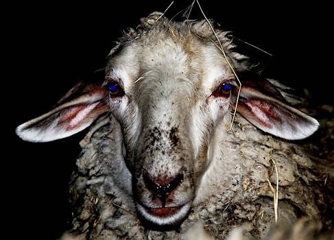 Psycho sheep