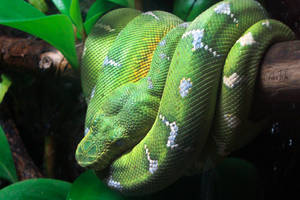 Emerald Tree Boa
