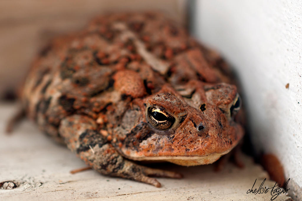 Red Toad