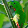 Blue Crowned Hanging Parrot