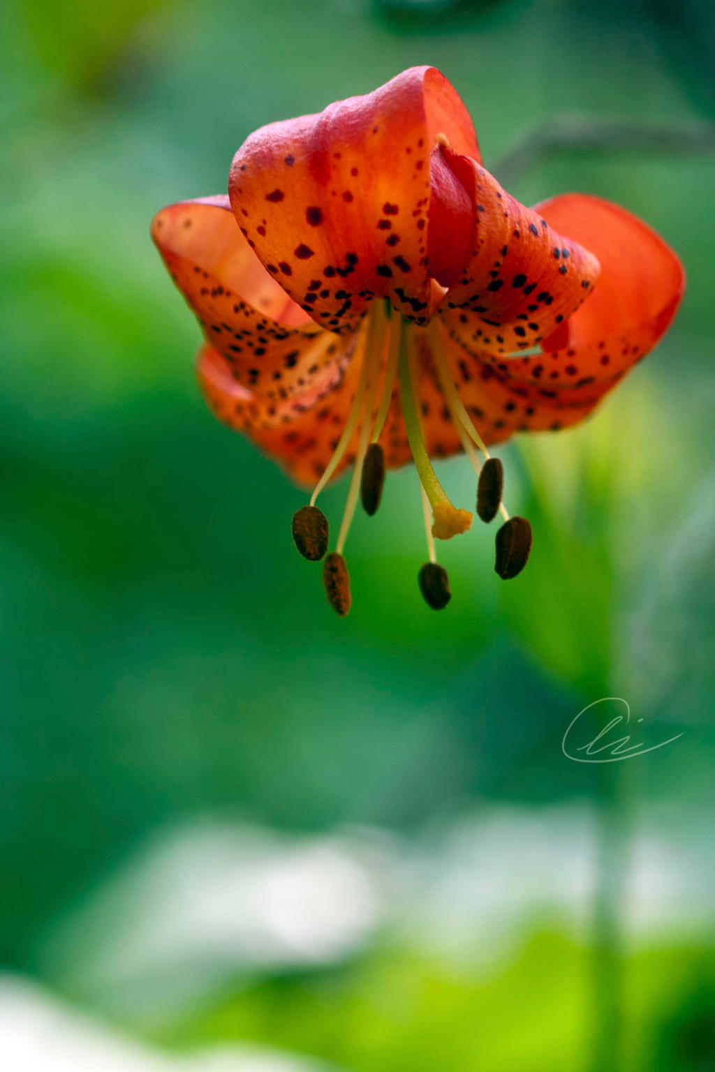Leopard Lily