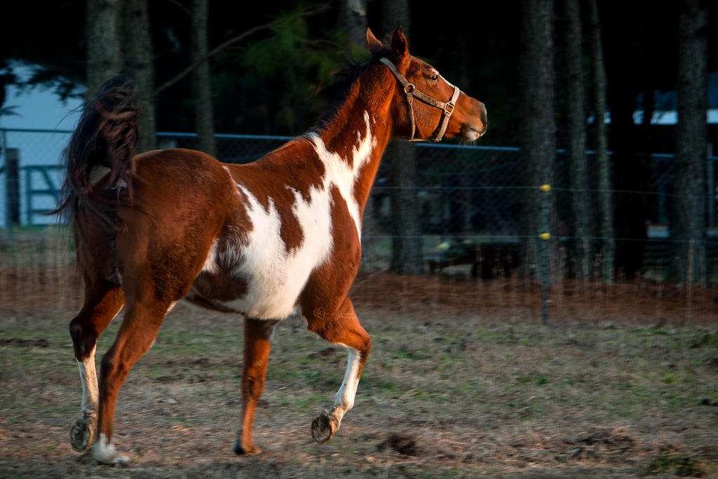 Running Star