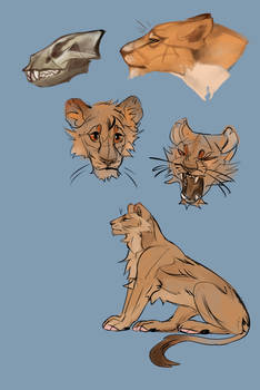 Studying lionesses