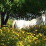 Horse in the Nature