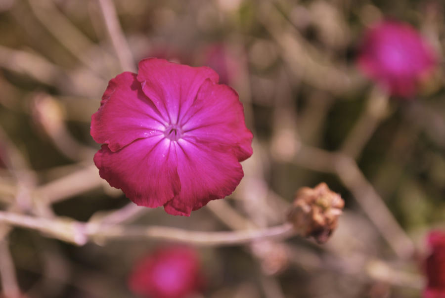 Pretty in Pink