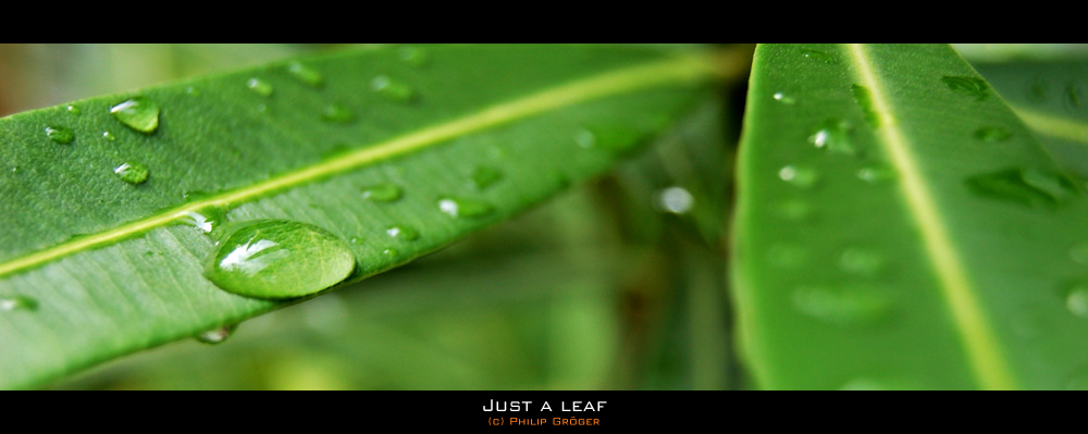 Just a leaf ...